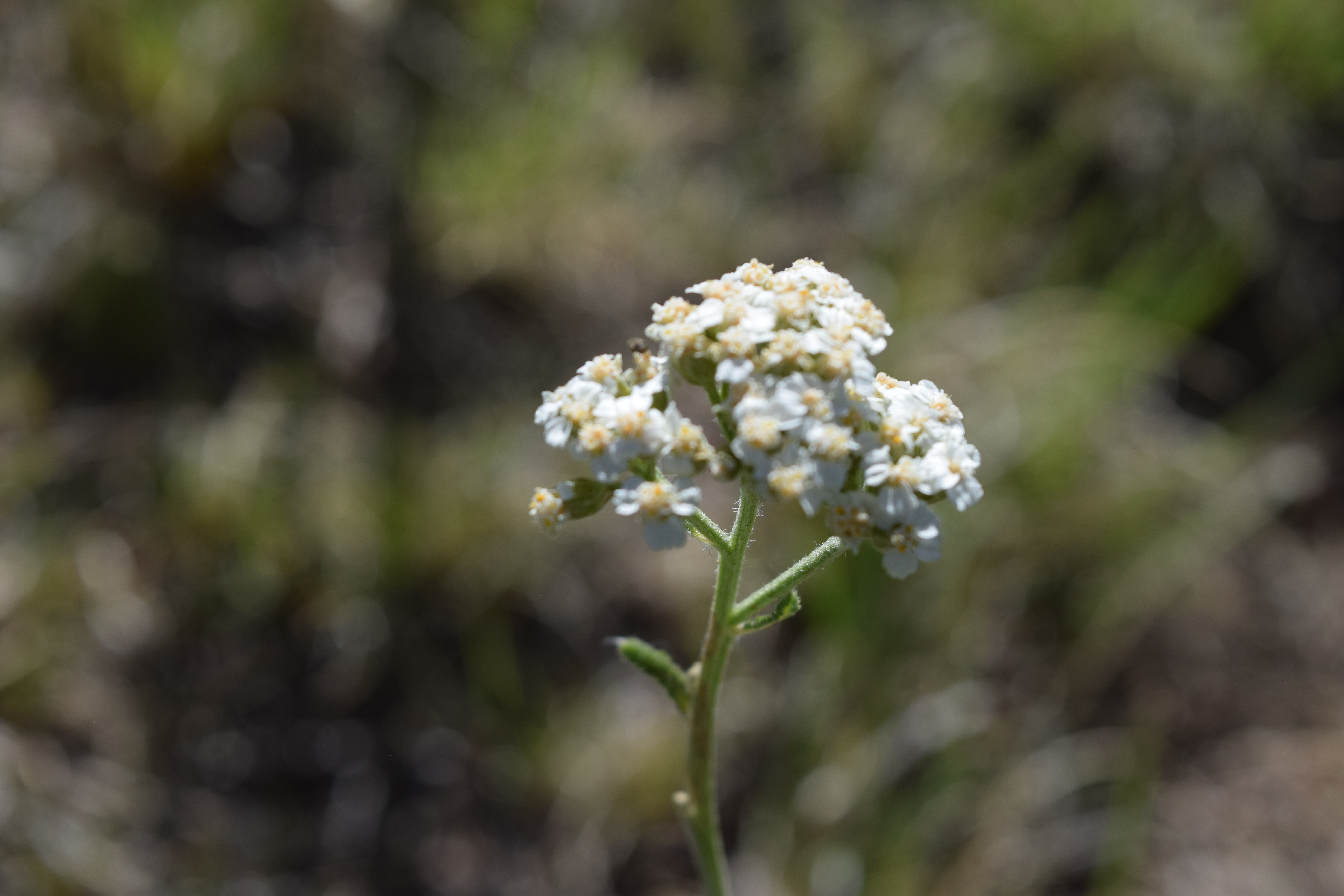 A beautiful close-up of a flower